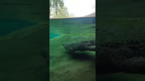 Al Ain Zoo.. Magnificent Crocodile video|| Zoo|| Abudhabi