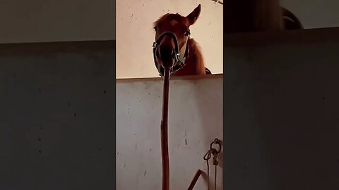 This Horse Clean his own Stable 🐴😂