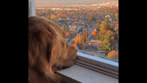 Dog Stares Longingly Out Of Window