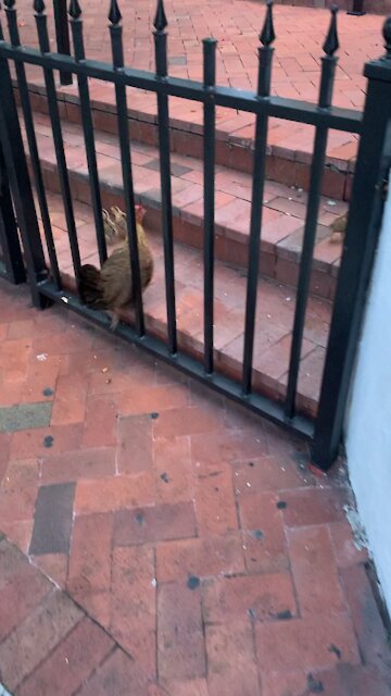 Chickens of Key West