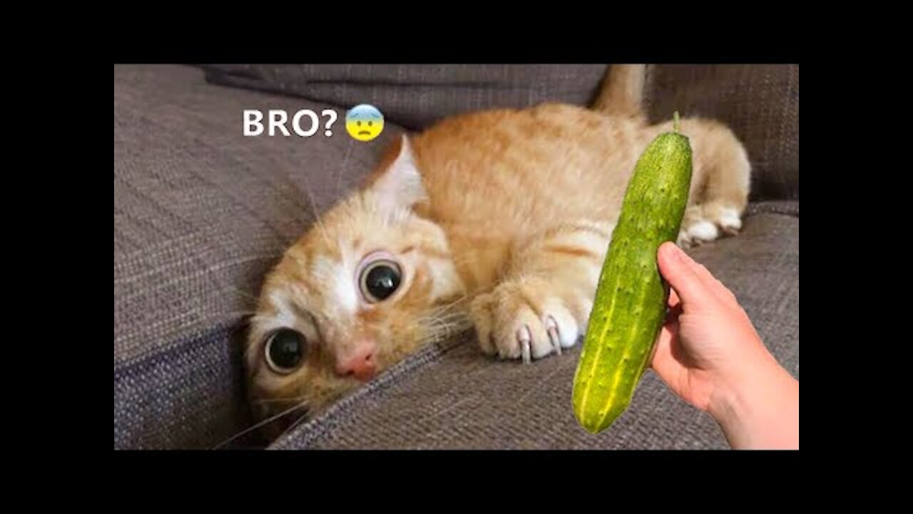 Funniest Animals - Best Of The 2021 Funny Animal Videos #9