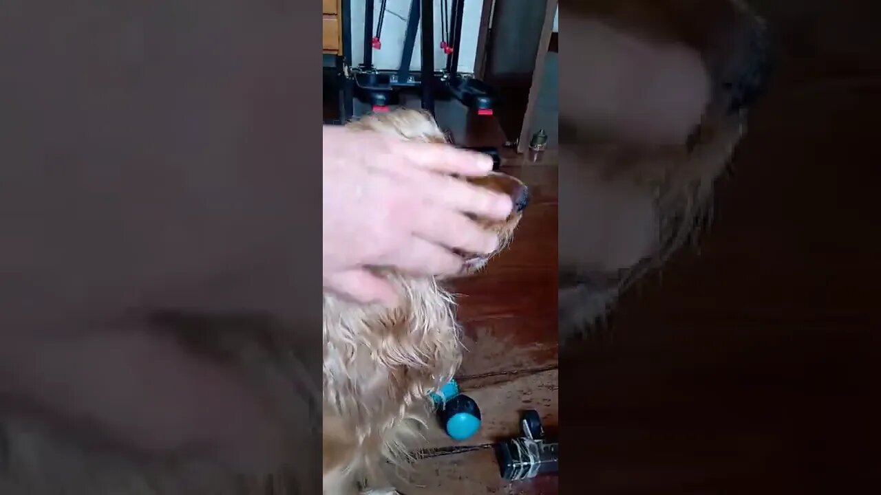 dog , shorts