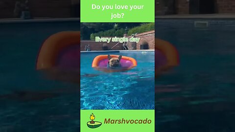 Cute dog swimming #shorts #imonvacation #frenchie #cutedog #dogswimming #marshvocado #fyp #pet #cute