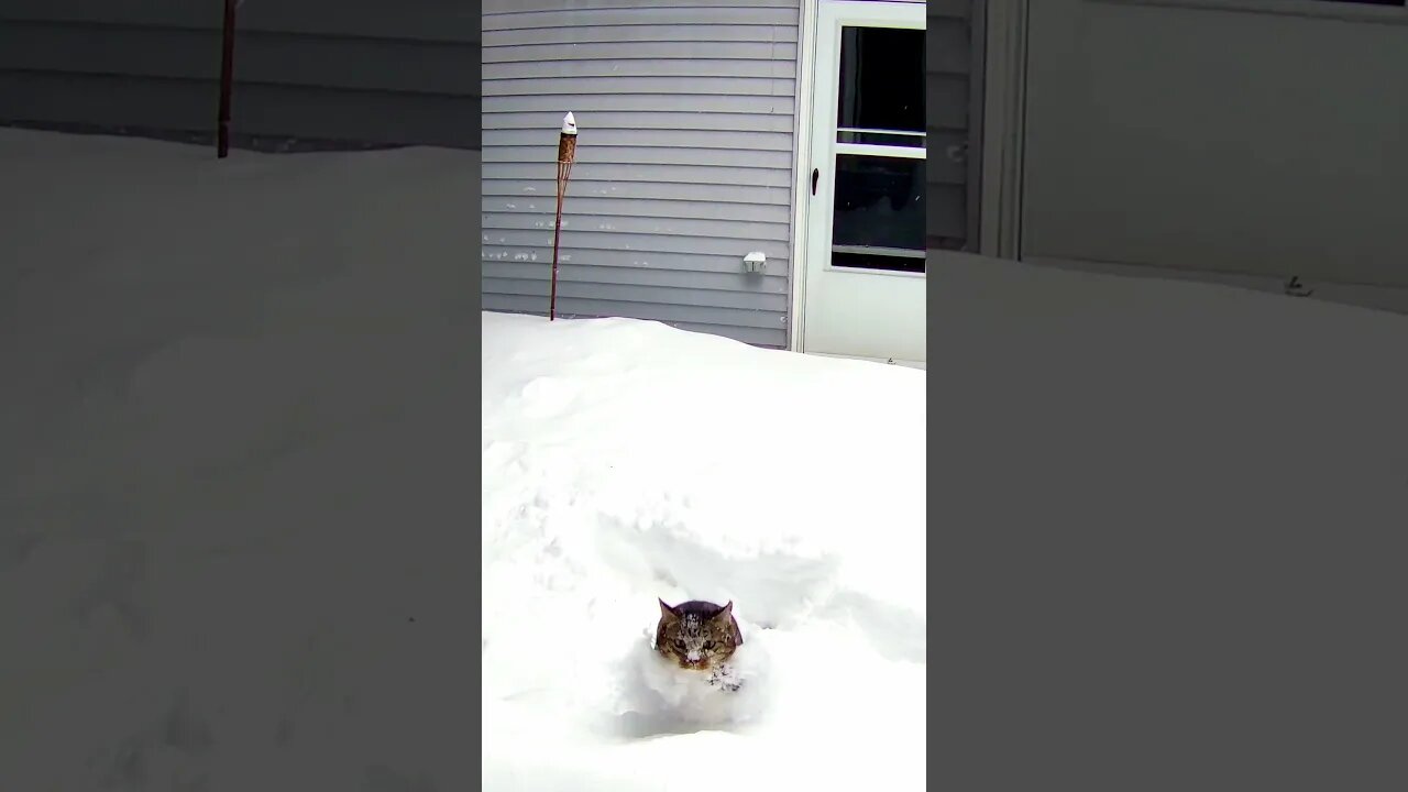 Cat in the Snow