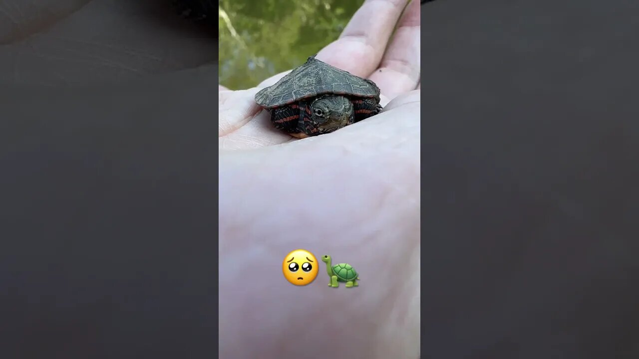 Unhand me Hooman! #turtle #babyturtles