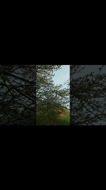 Apple 🍏 tree #phonkbeats #abletonlive #ohhighbud