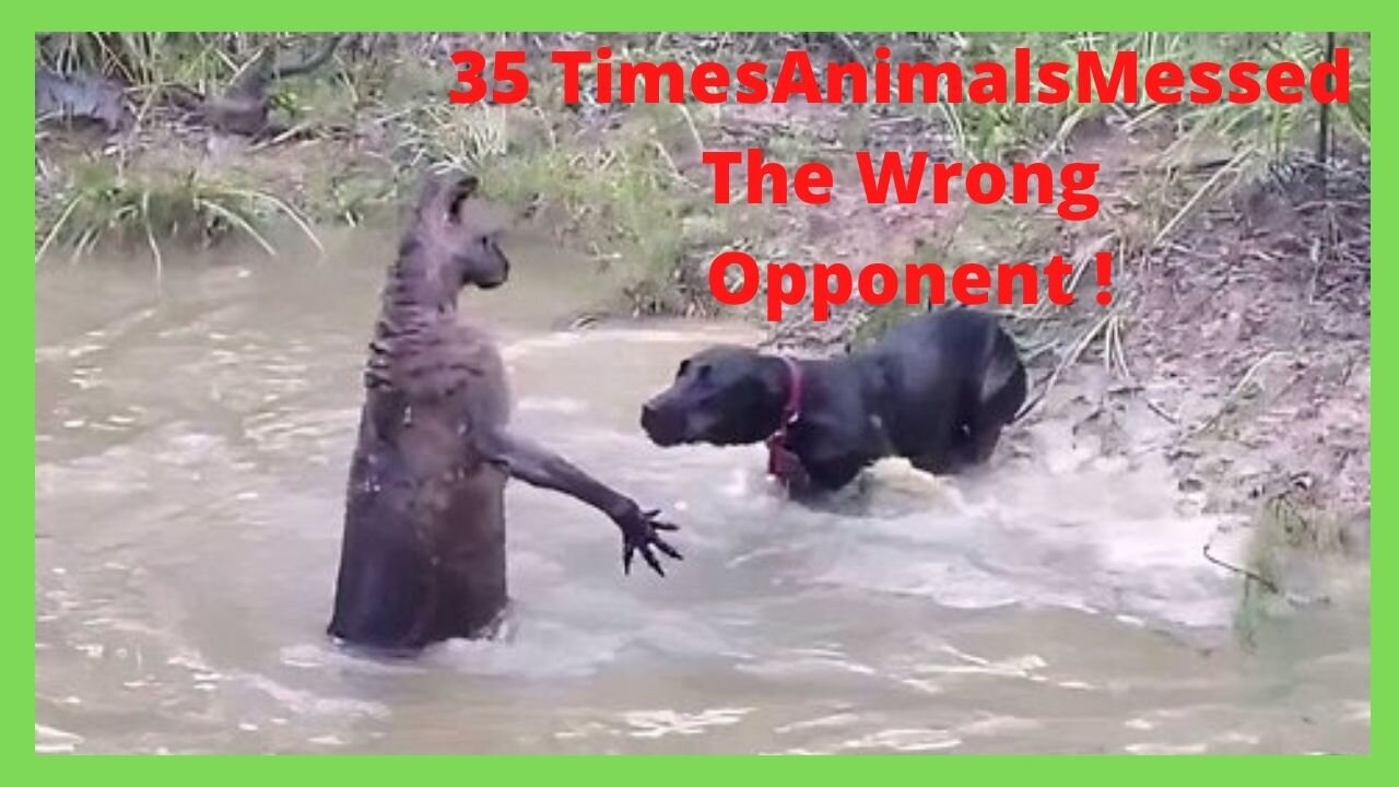 35 Times Animals Messed With The Wrong Opponent !