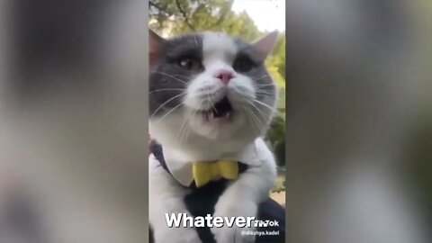 Cats talking !! these cats can speak english better than hooman