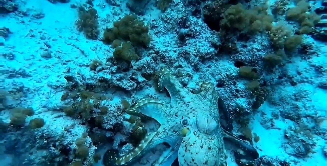 beautiful octopus under the sea