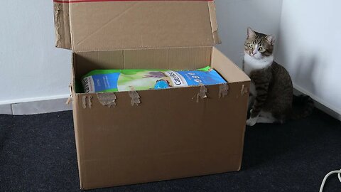 Cat Opens the New Package He Has Received