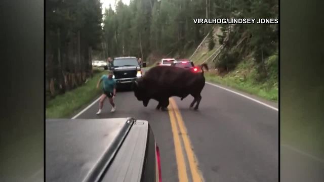 VIDEO: Man taunts bison in Yellowstone National Park traffic