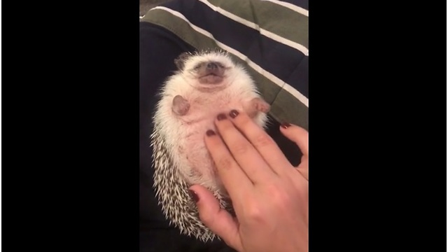 Hedgehog thoroughly enjoys bell rub