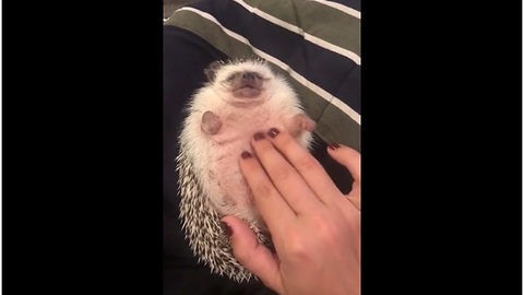 Hedgehog thoroughly enjoys bell rub