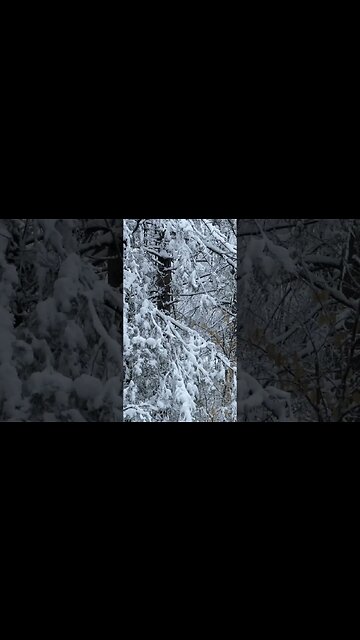 Wrong again? Only 8 inches of snow so far.