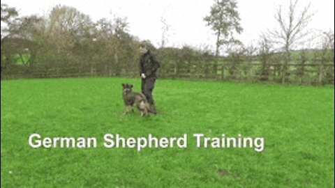 Best Dog Training Short film