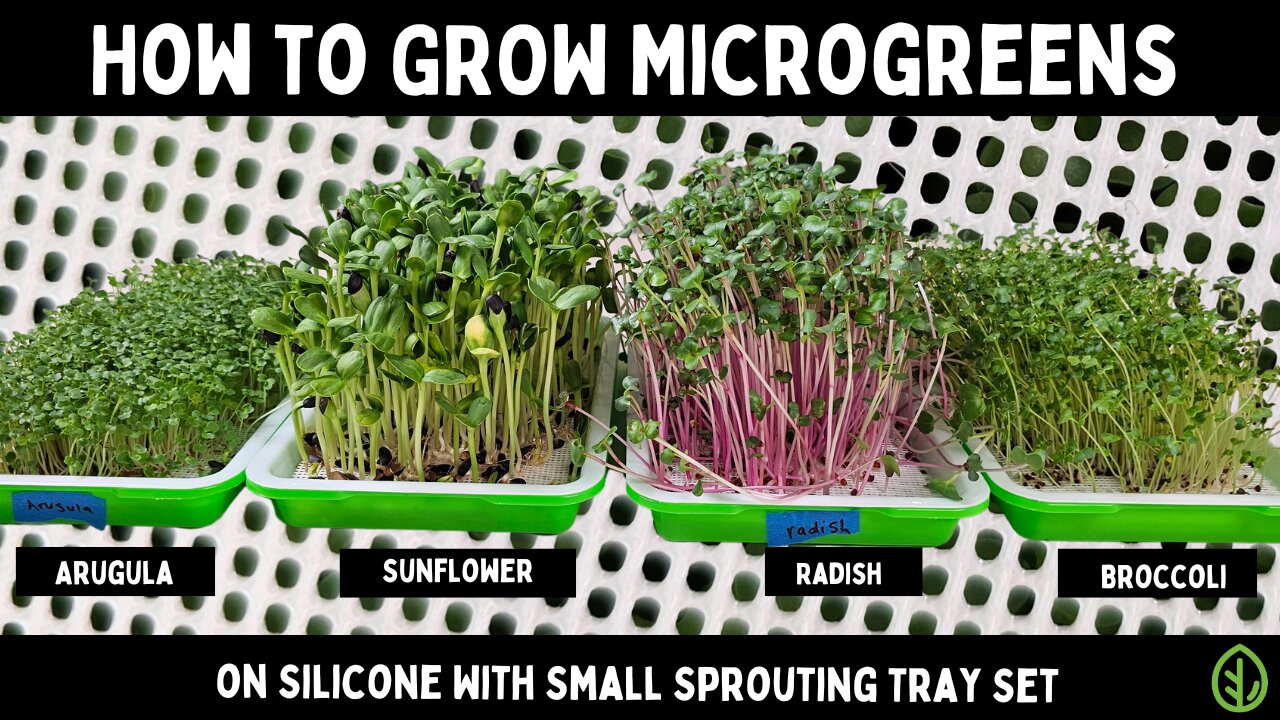 Grow 4 Popular Microgreens on Silicone: Small Sprouting Tray Guide