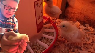 Is The Baby Chick Dead?