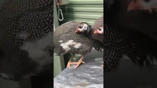 Guinea fowl keet spent night alone, they’re reunited