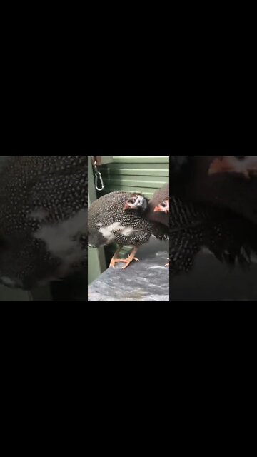 Guinea fowl keet spent night alone, they’re reunited