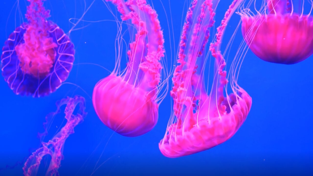 Calming Jellyfish