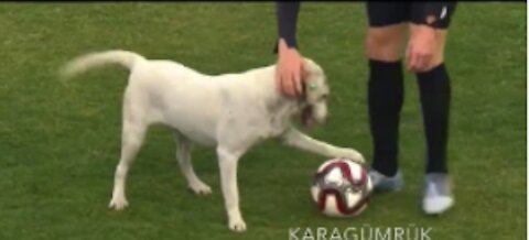 Cute dog invade the soccer pitch and stole the ball