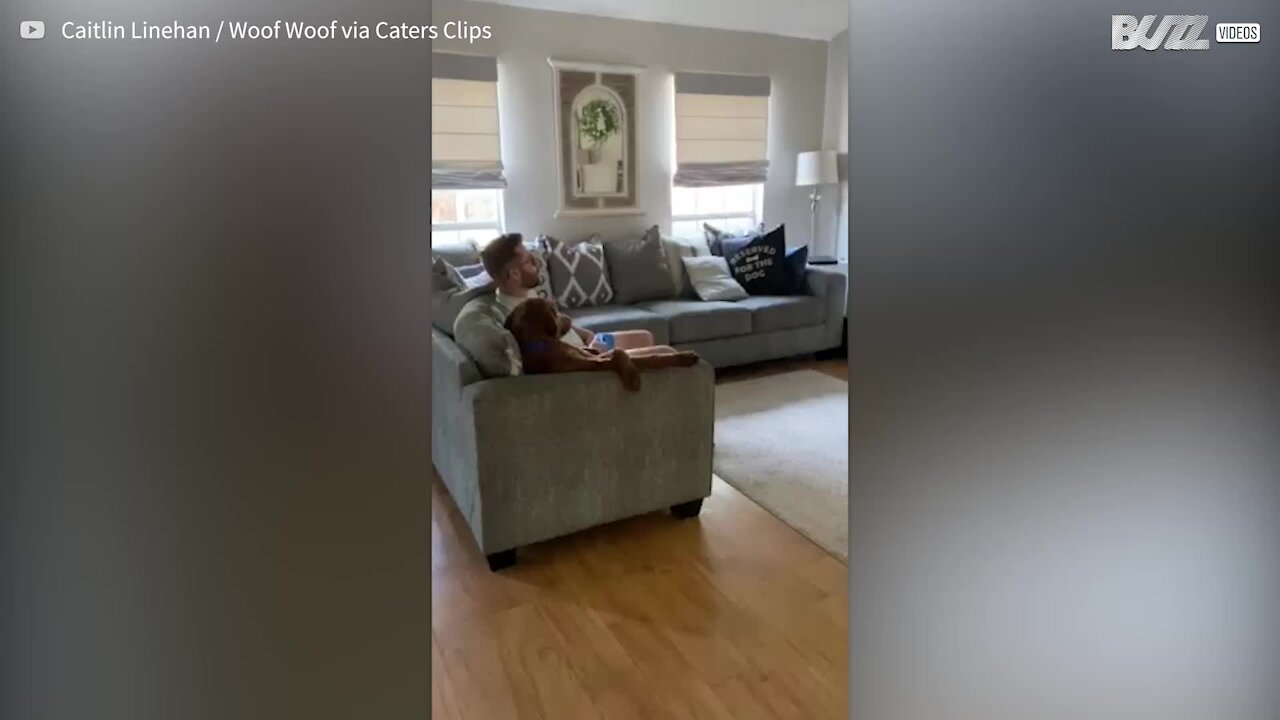 Dog sits like a human watching television