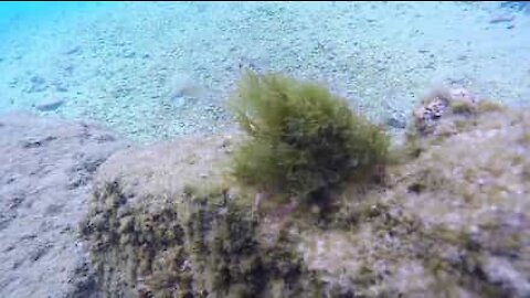 Crab uses algae as camouflage