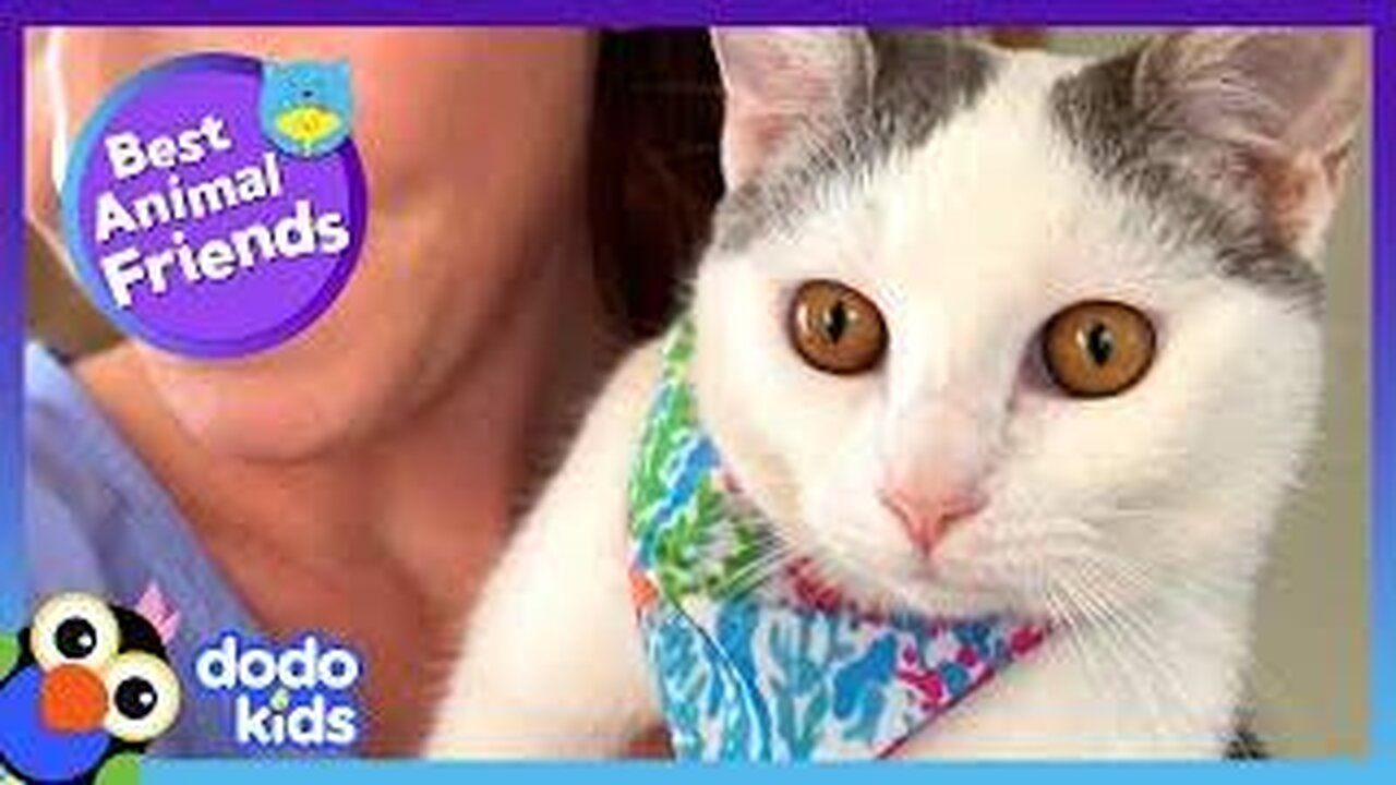 Cute Baby Cats - Cute and Funny Cat Videos Compilation 2023 - Part 45