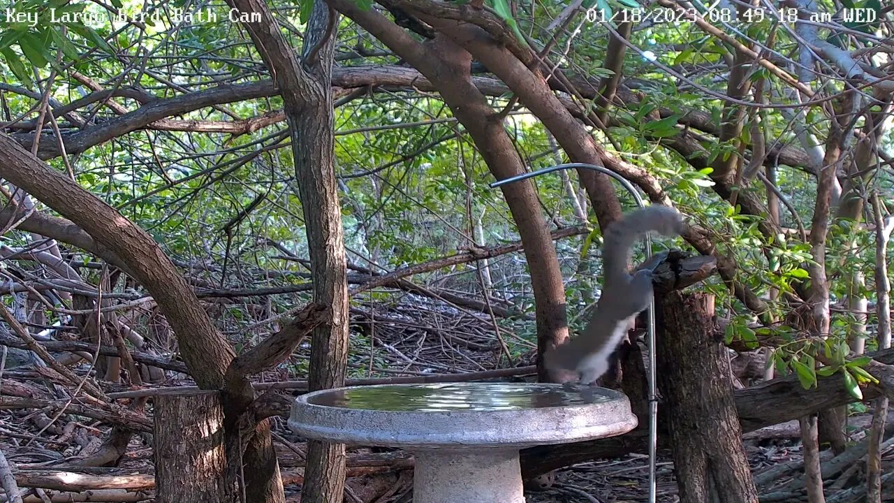 Key Largo - Yellow-rumped warbler & Squirrel