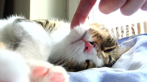 Is the Sweet Kitten OK