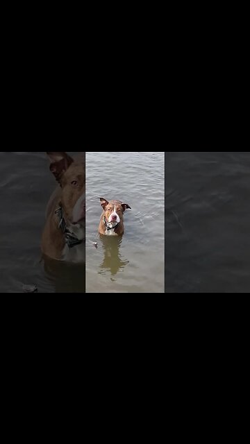 Puppy swimming