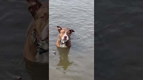 Puppy swimming