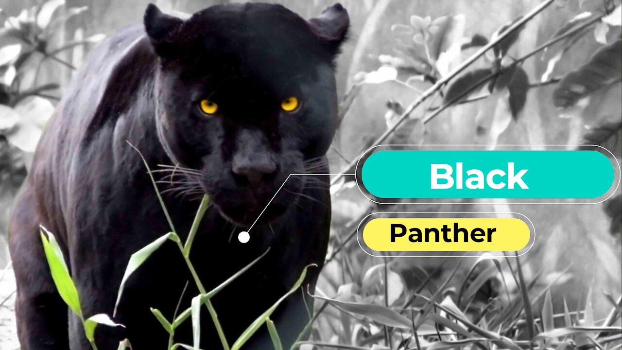 Black Panther Animal