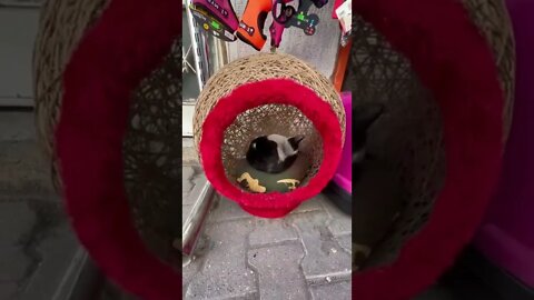 Stray Cat Found home At Pet Shop 🇹🇷