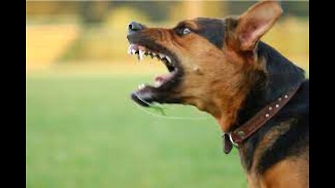 How To Make Dog Become Fully Aggressive With Few Simple Tips