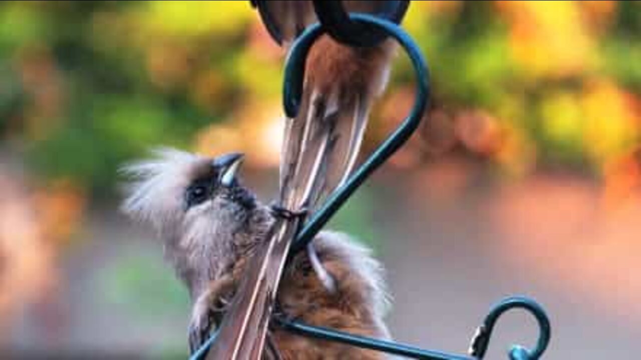 Bird refuses to be left alone on the birdbath!