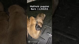 Malinois Puppies #malinoispuppies #malinoispuppy #malinoislovers