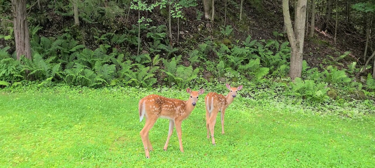 The twins on the front lawn