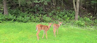 The twins on the front lawn