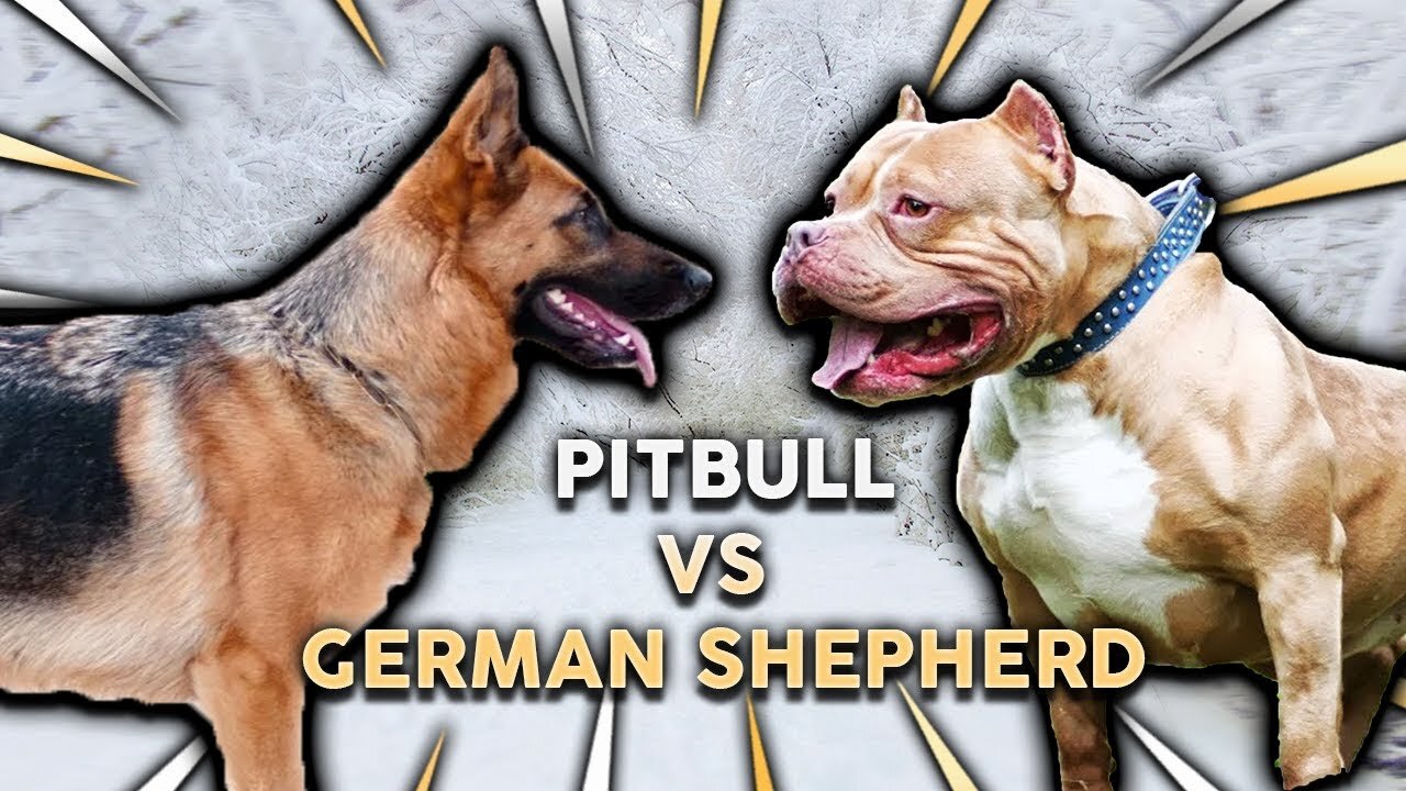 German Shepherd Attacks Pitbull [OFF LEASH DOG PARK] Part 1