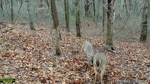 Little Ohio bucks butting heads.