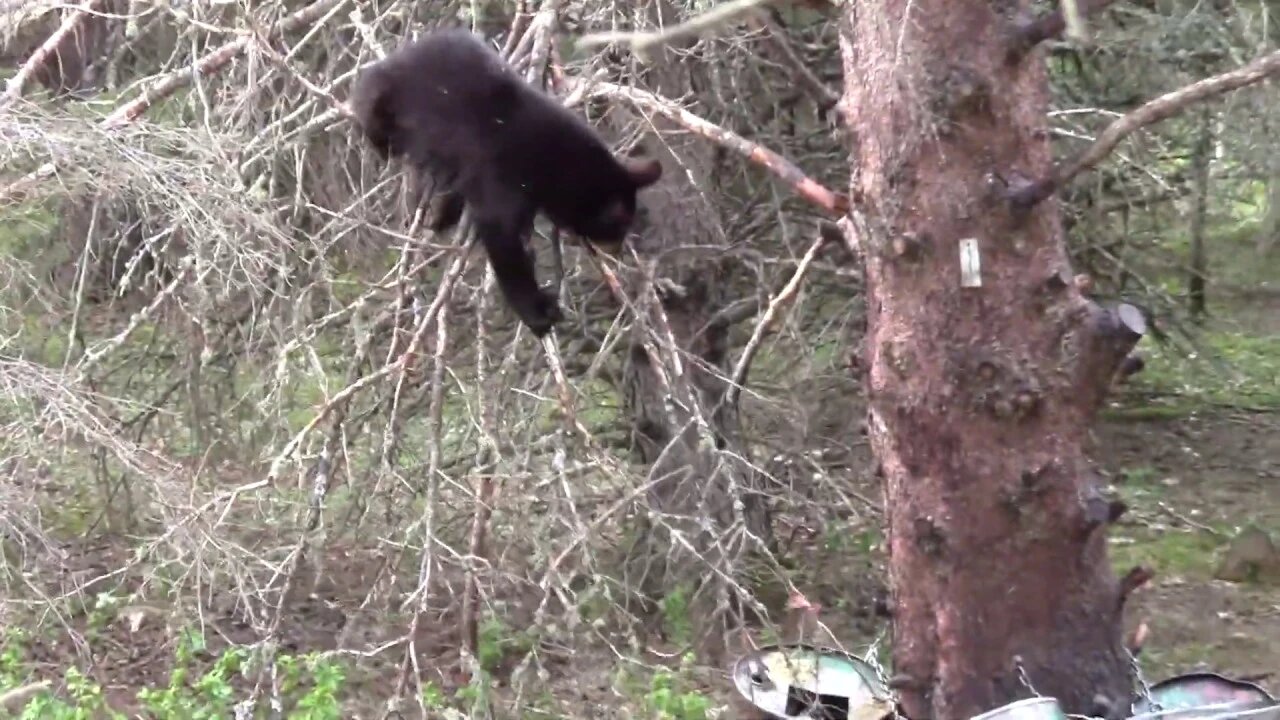 This bear will do anything to reach this beaver castor #shorts