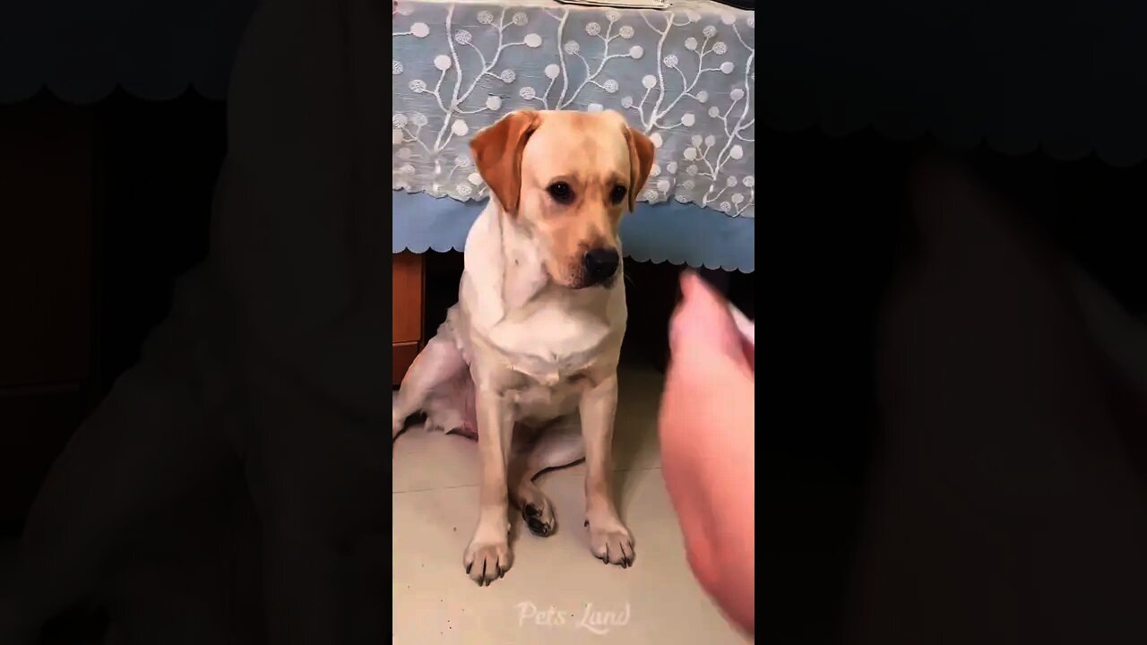 2022 dogs video|cute and funny dog videos|2022 funny dog smokeing video|tiktok|funny animal videos|