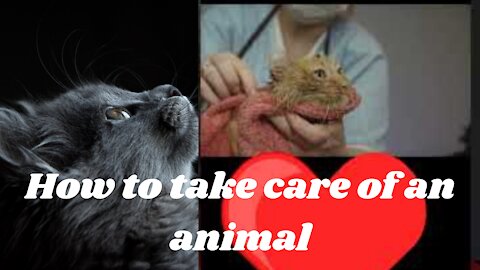 How to take care of an animal