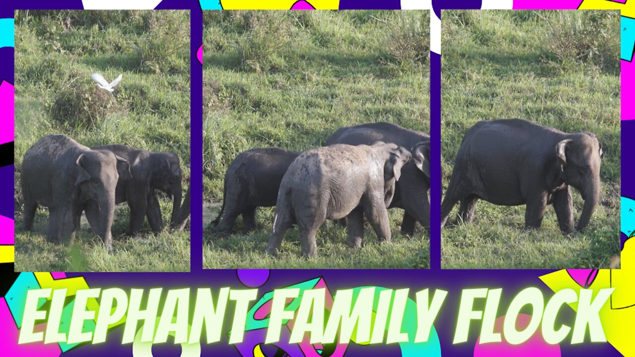 Family of elephants herd are beautiful