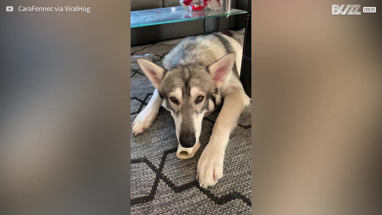 Everyone breaks into laughter when this dog licks a bone