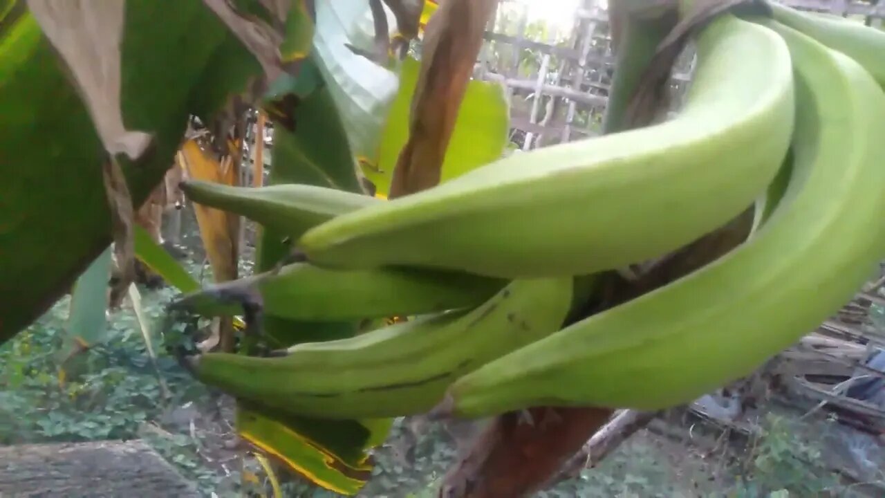 Pisang tanpa jantung