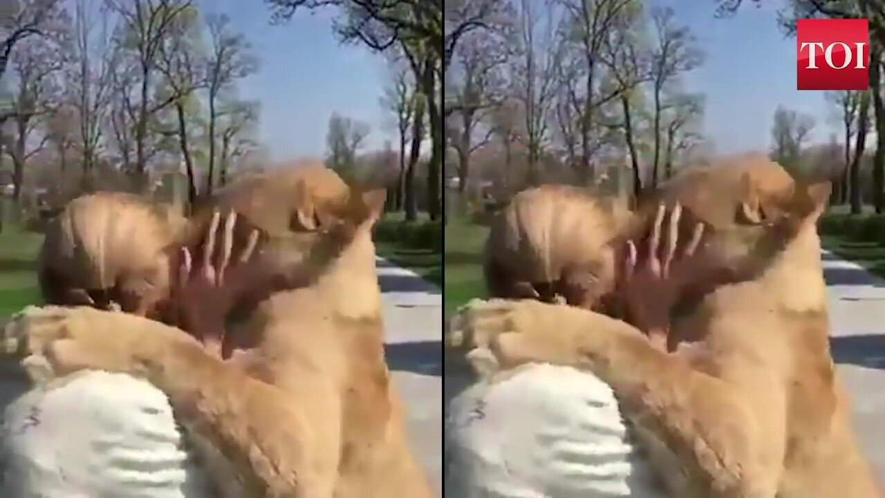 Lion is emotional when she reunited with owner