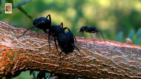 Black Ant Crawling On The Branch Of Tree