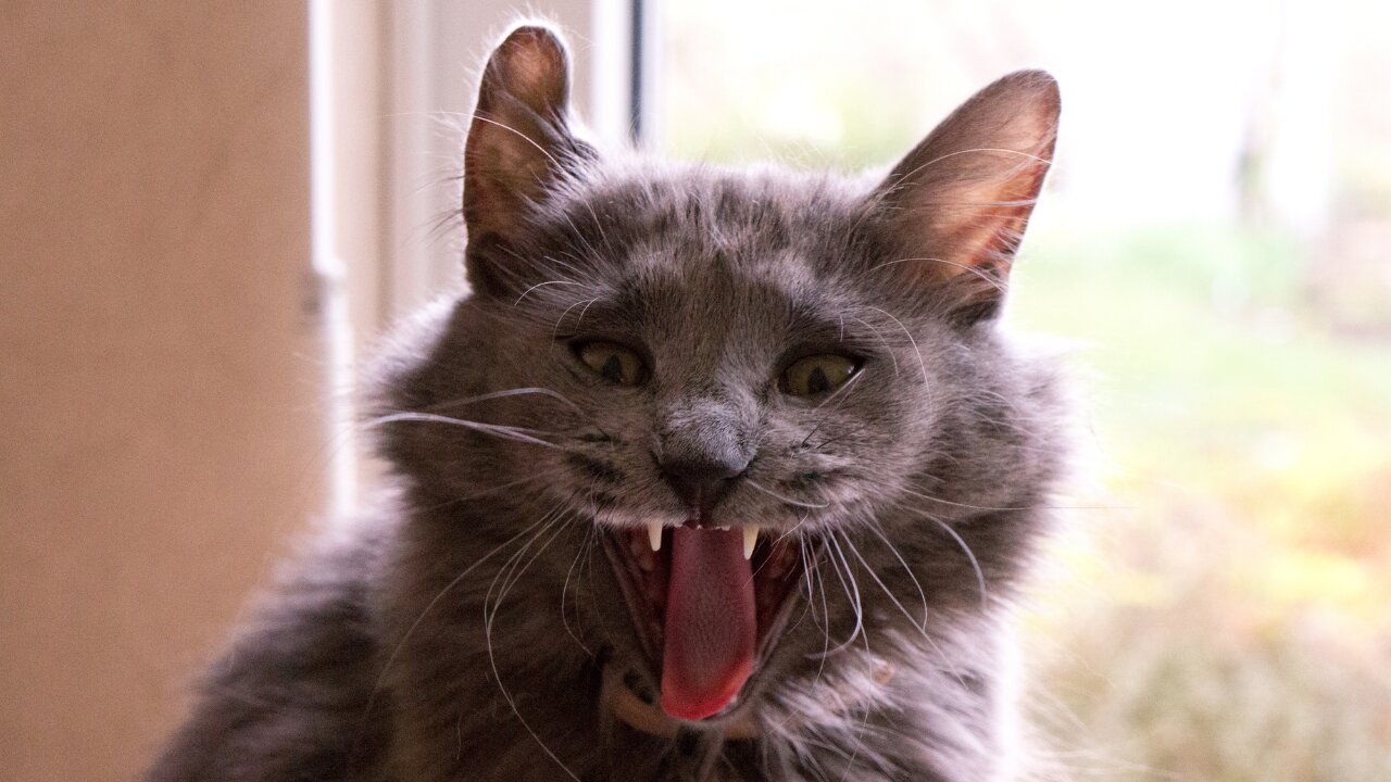the cat was so entertained that he fell